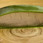 A Natural Solution for Peptic Ulcers: Aloe Vera