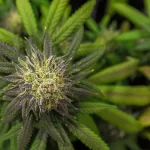 Using Cannabis to Treat Peptic Ulcers