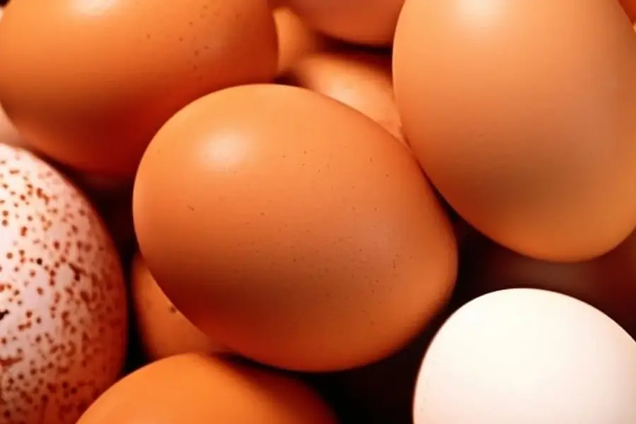 Protein-rich Foods to Promote Digestive Health